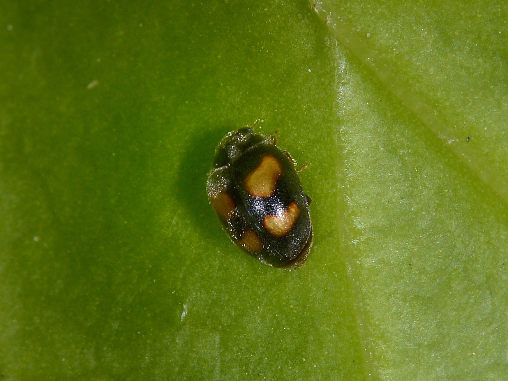 Coccinellidae:  Nephus quadrimaculatus?  S !